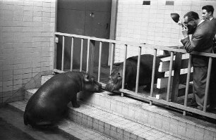 Neues Flußpferd für den Karlsruher Zoo.