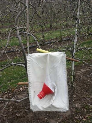 Schädlingsprüfung in einer Apfelbaumplantage