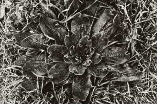 Unkraut in Ostia Antica