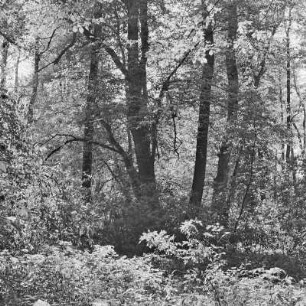 Hochwald im Frühling. : Nalěćo we wysokolěsu.
