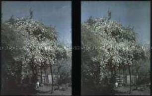 Bewohner des Dorfes Jahuel im Schatten eines Baumes