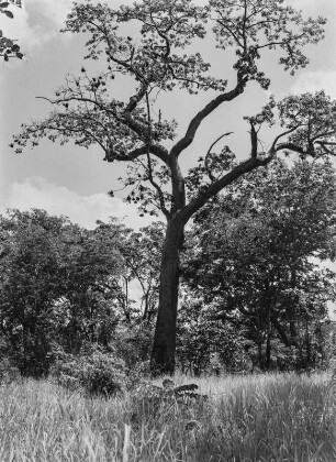 Baum : Aufnahme eines Baumes