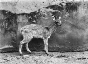 Antilope : Junges Impala vor einer Mauer