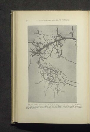 Fig. 14. - Citrus fruit showing effects of attack by nematodes...