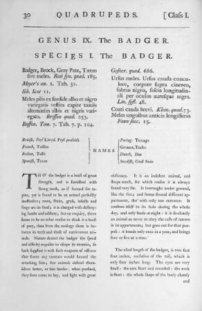 Genus IX. The Badger