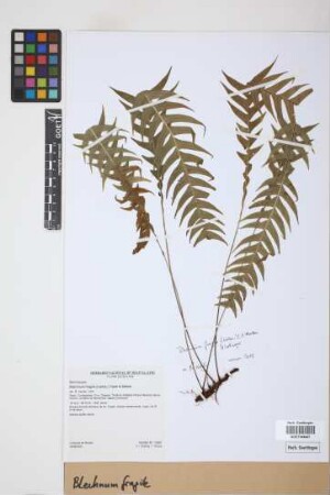 Blechnum fragile (Liebm.) C.V. Morton & Lellinger