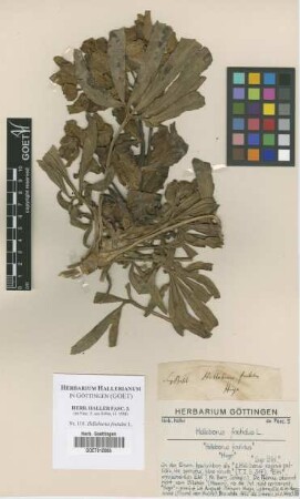 Helleborus foetidus L.