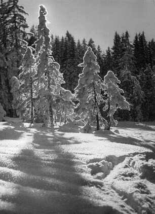 Winterbilder. Bäume im Schnee