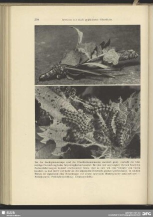 Sackspinnerraupe