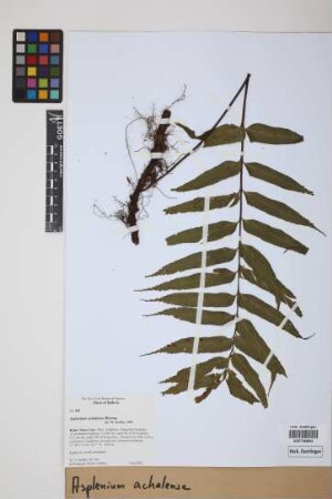 Asplenium achalense Hieron.