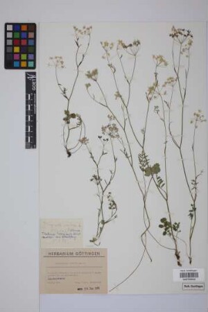 Pimpinella saxifraga L.