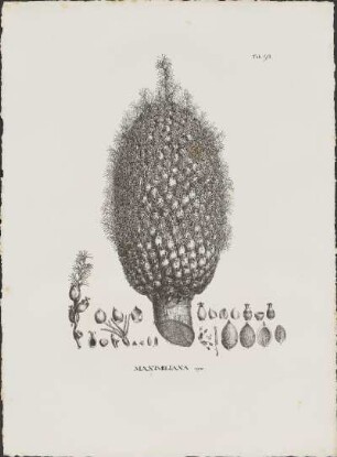 Tab. 92. Maximiliana regia.