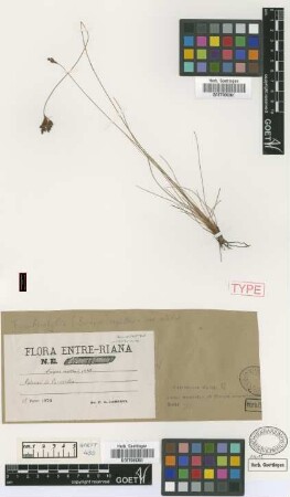 Scirpus capillaris L. var. elatior Griseb.[type]