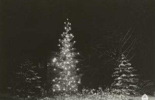 Dresden-Weißer Hirsch. Weihnachtsbaum im Kurpark