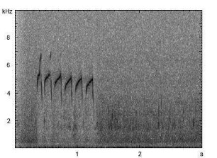 Flussuferläufer | Actitis hypoleucos - Ruf
