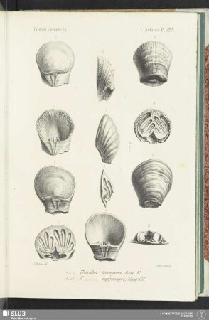 Pl. 522