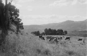 Weidelandschaft im Gebirge : In einem Tal südlich Kulubi ( Chercher-Gebirge).