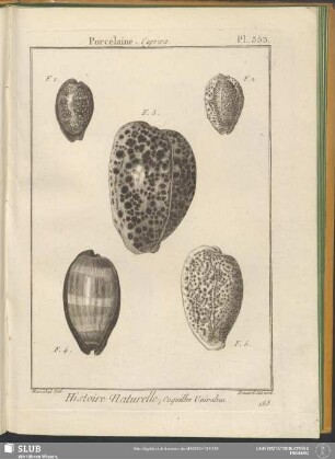 Pl. 353. Porcelaine. Cypraea