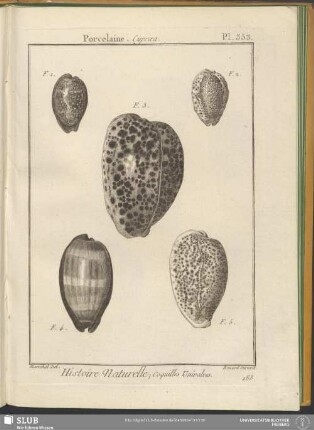 Pl. 353. Porcelaine. Cypraea