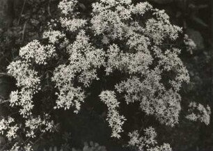 Weiße Fetthenne (Sedum album), auch Weißer Mauerpfeffer genannt, ist eine Pflanzenart aus der Gattung der Fetthennen (Sedum) in der Familie der Dickblattgewächse (Crassulaceae). Diese Art ist sehr formenreich