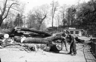 Fällen einer morschen und hohlen 300jährigen Platane im Stadtgarten beim Seelöwenbecken.