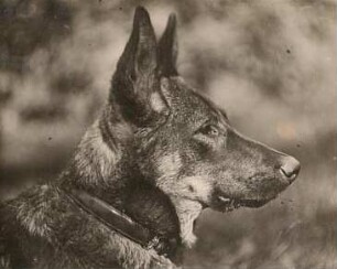 Deutscher Schäferhund