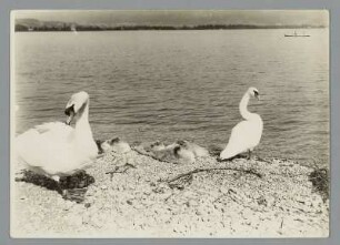 Schwäne am Bodensee