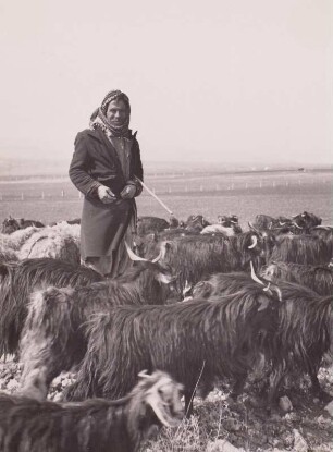 Libanon, Bekaa-Ebene : Ziegenherde mit Hirten