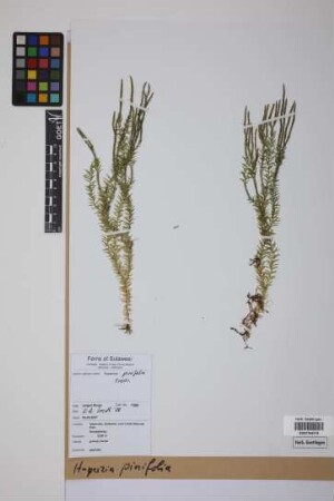 Phlegmariurus pinifolius (Trev.) comb. ined.