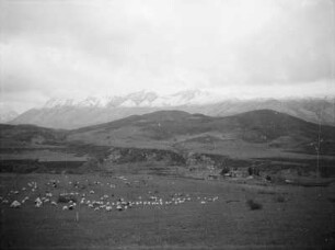 Schafherde und Gebirge : Blick über eine Ebene mit Schafherde. Im Hintergrund das Cika-Gebirge