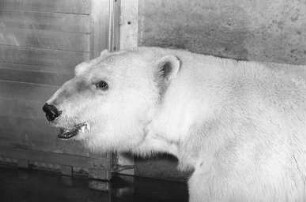 Kieferverletzung der 22jährigen Eisbärdame "Silke" im Karlsruher Zoo