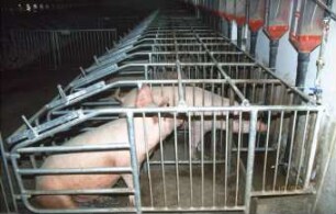 Fotografie: Sauenhaltung, Kastenstand, Trockenfütterungsanlage, Tierverhalten
