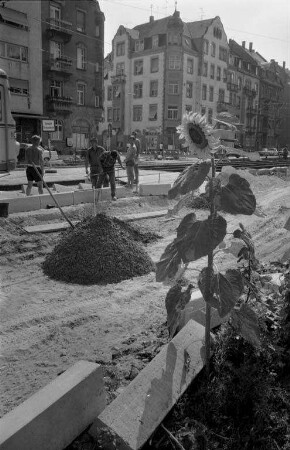 Sonnenblume in der Innenstadt.