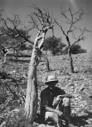 Karl Wien : Der Geograph Karl Wien (1906-1937) neben einem jungen, juvenilen Affenbrotbaum