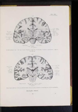 182 Frontalschnitt des Gehrins durch Cauda nuclei caudati, Thalamus und Beginn des Hirnschenkels.