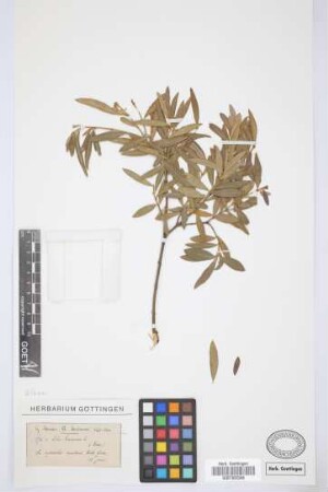 Olea europaea L.