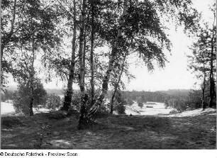 Weg mit Birkengruppe auf dem Heller