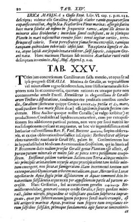Tab. XXV.
