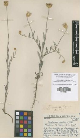 Xeranthemum inapertum (L.) Willd.