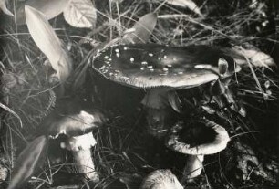Pilze. Fliegenpilz (Amanita muscaria)