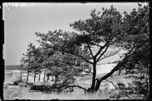 Heidebrink (Miedzywodzie/Polen). Dünenlandschaft