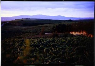 Niederrimsingen: vom Tuniberg, abendlicher Weinberg mit Kaiserstuhl bei Niederrimsingen