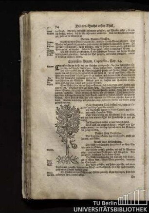 Cap. 24. Cypressen-Baum, Cupressus.