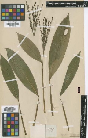 Leptaspis manillensis Steud. [isotype]