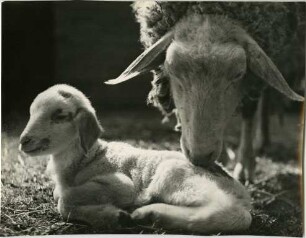 Schaf mit Lamm