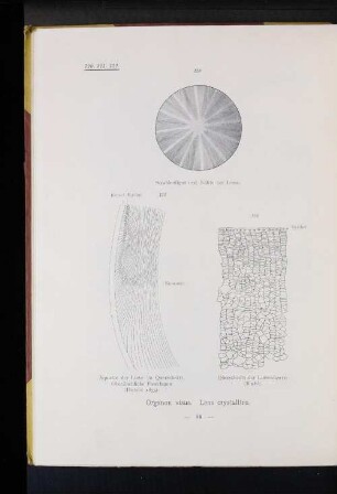 121 Äquator der Linse im Querschnitt. Oberfläche Faserlagen. (Henle 1873).