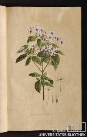 [Tab. 16.] Eranthemum bicolor Schr.