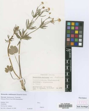 Ranunculus auricomus agg.