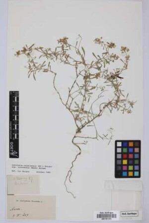 Lobularia canariensis intermedia (Webb & Berthel.) L. Borgen