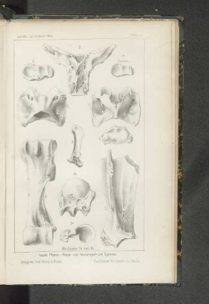 Tafel 8. Fossile Pferde - Reste von Westeregeln und Spandau